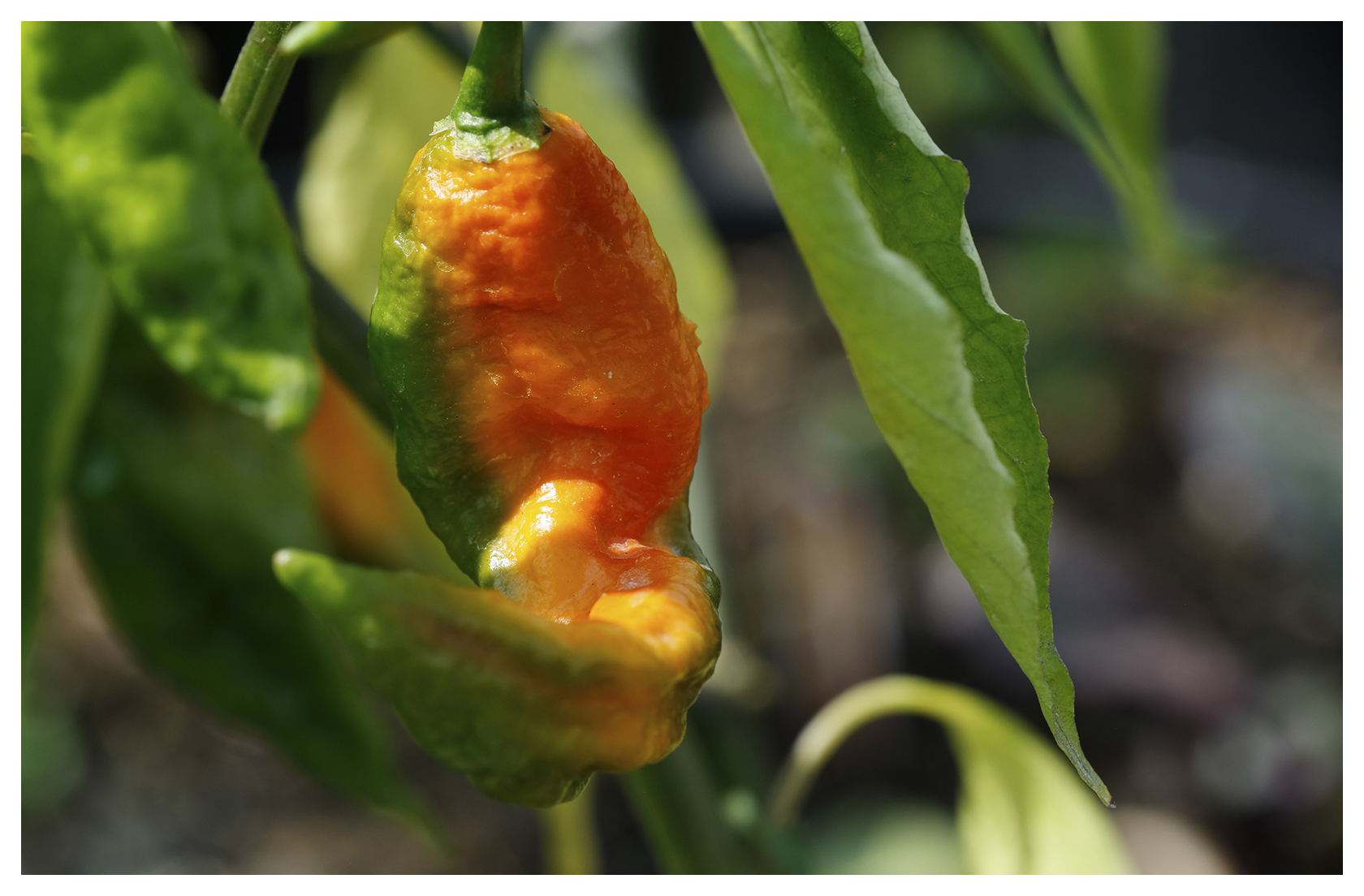 Ghost Pepper