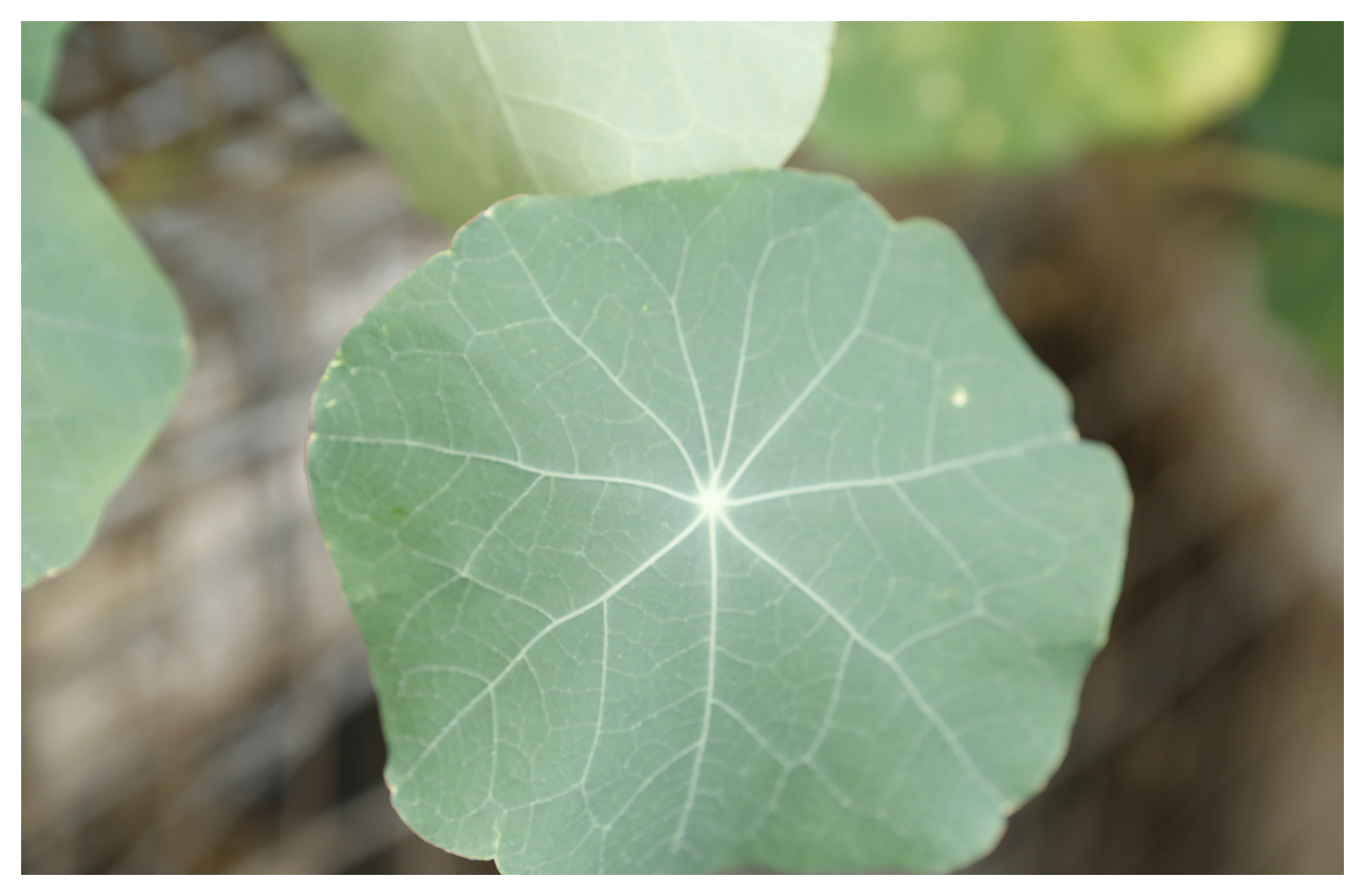 Nasturtium
