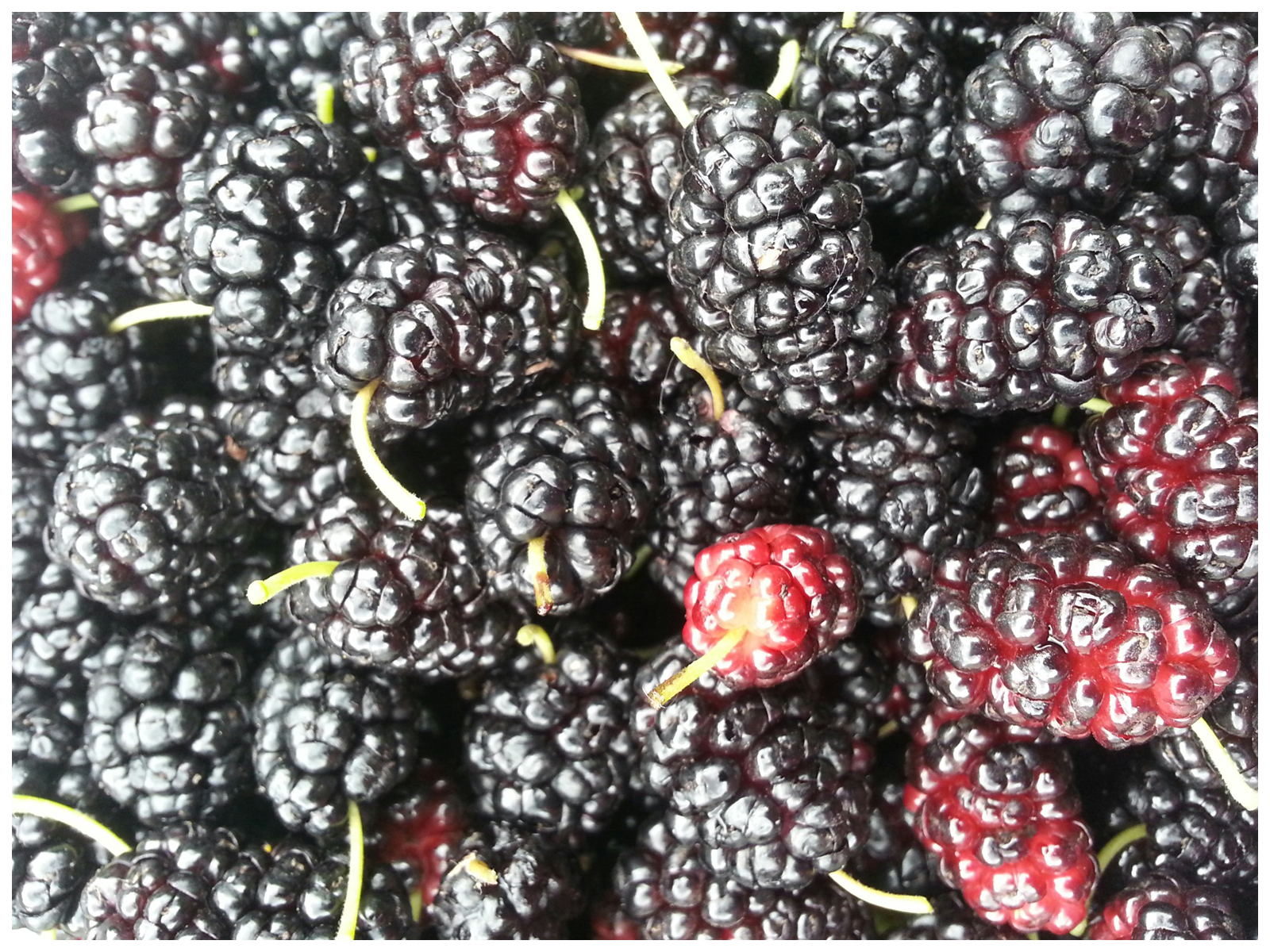 Mulberries