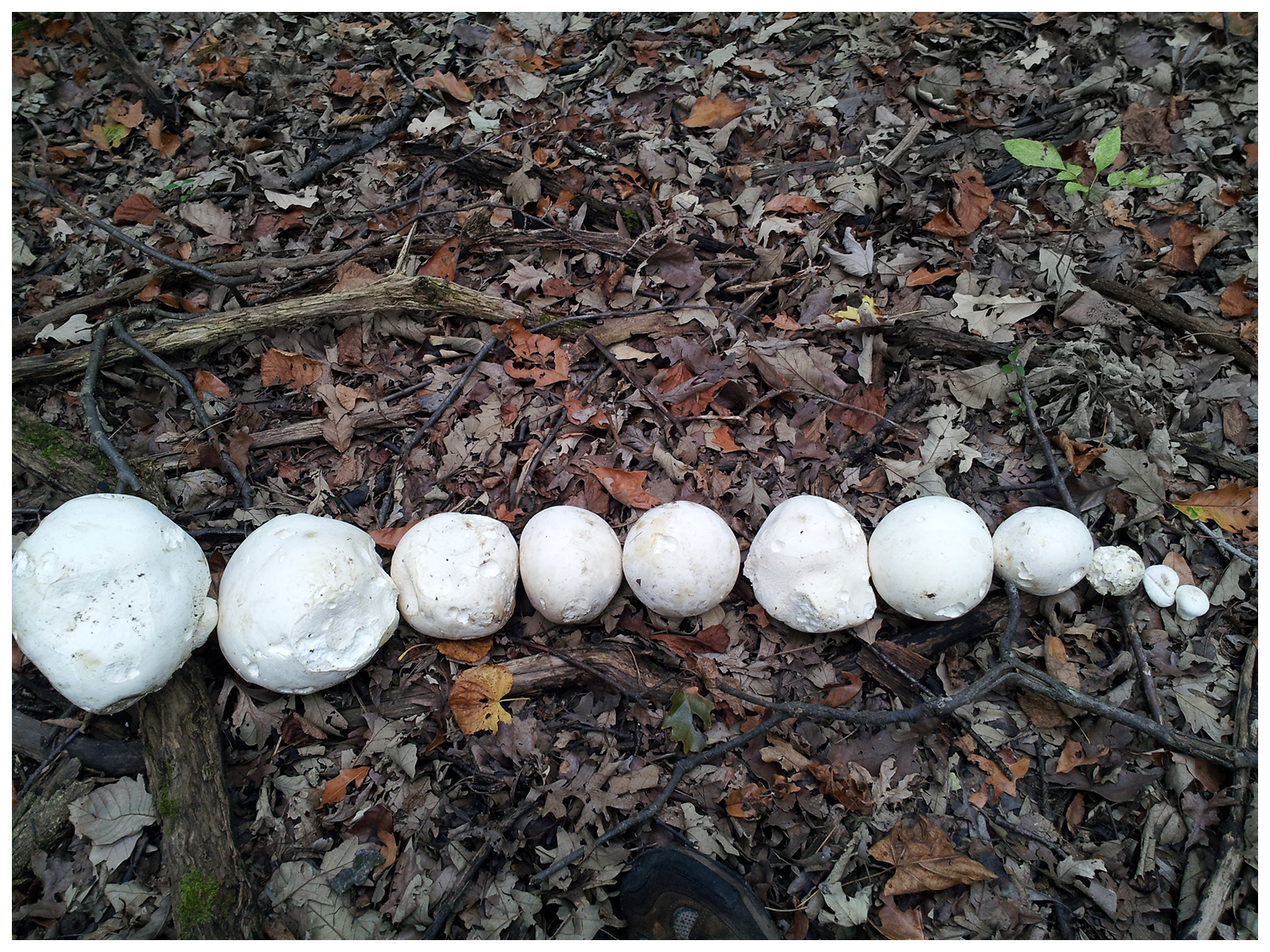 Puffballs