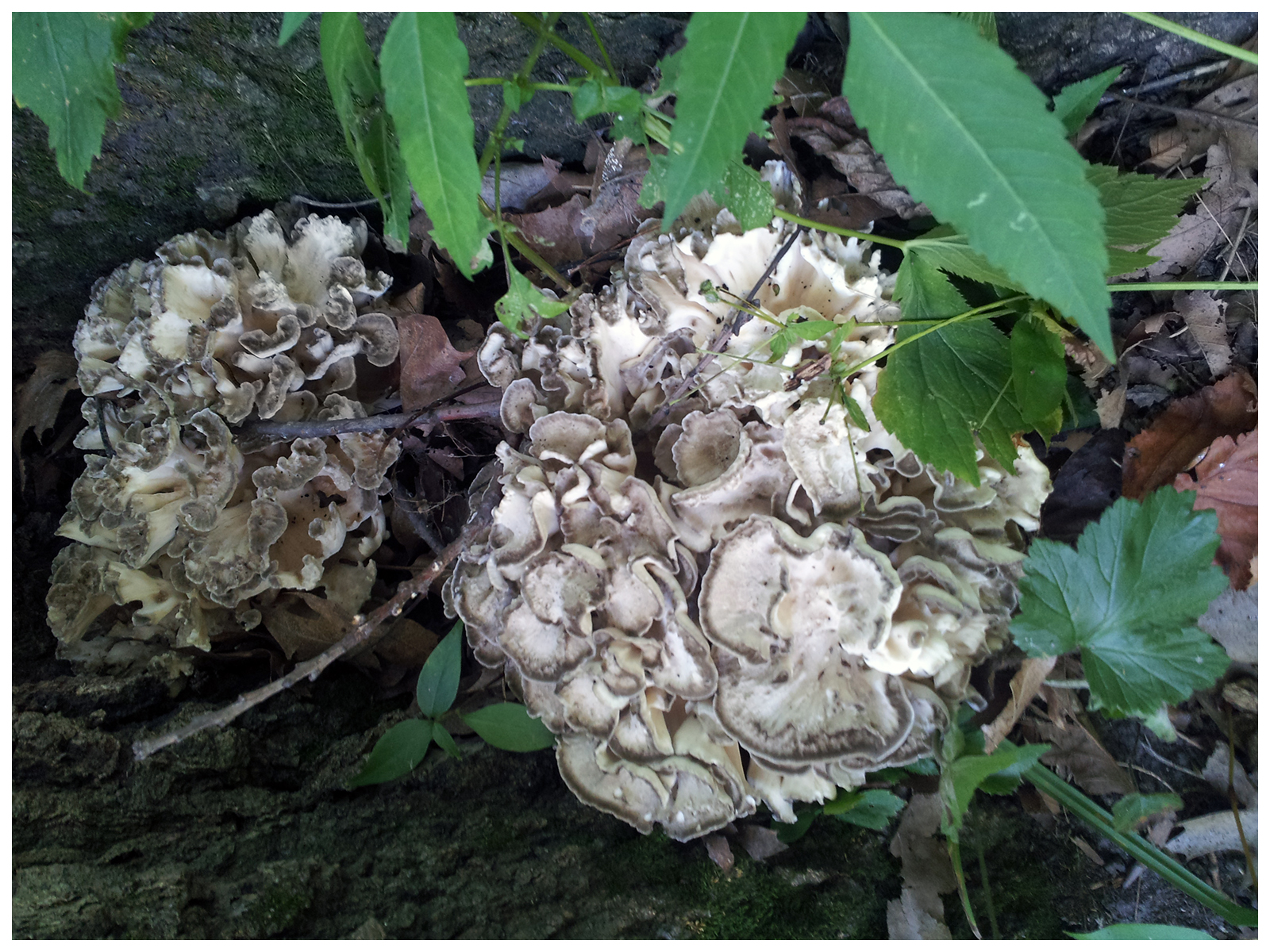 Wild Maitake Mushrooms