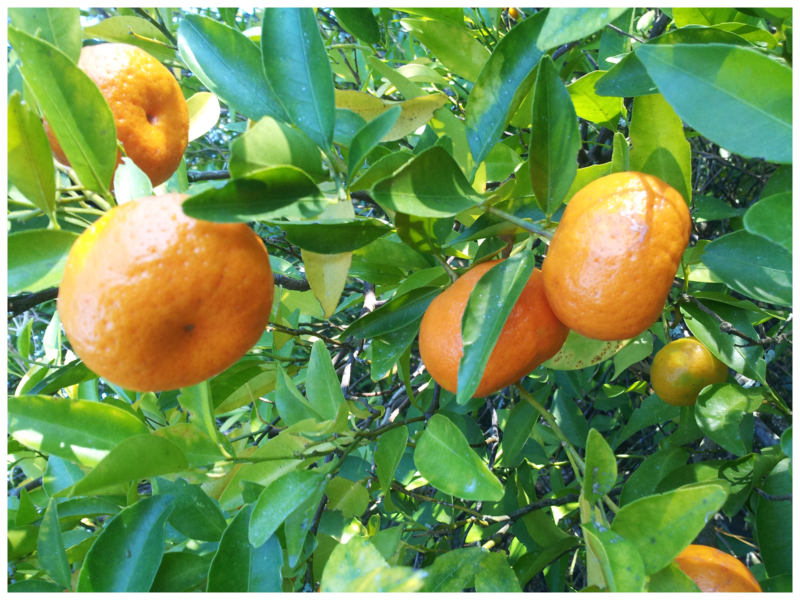 Wild Tangerines