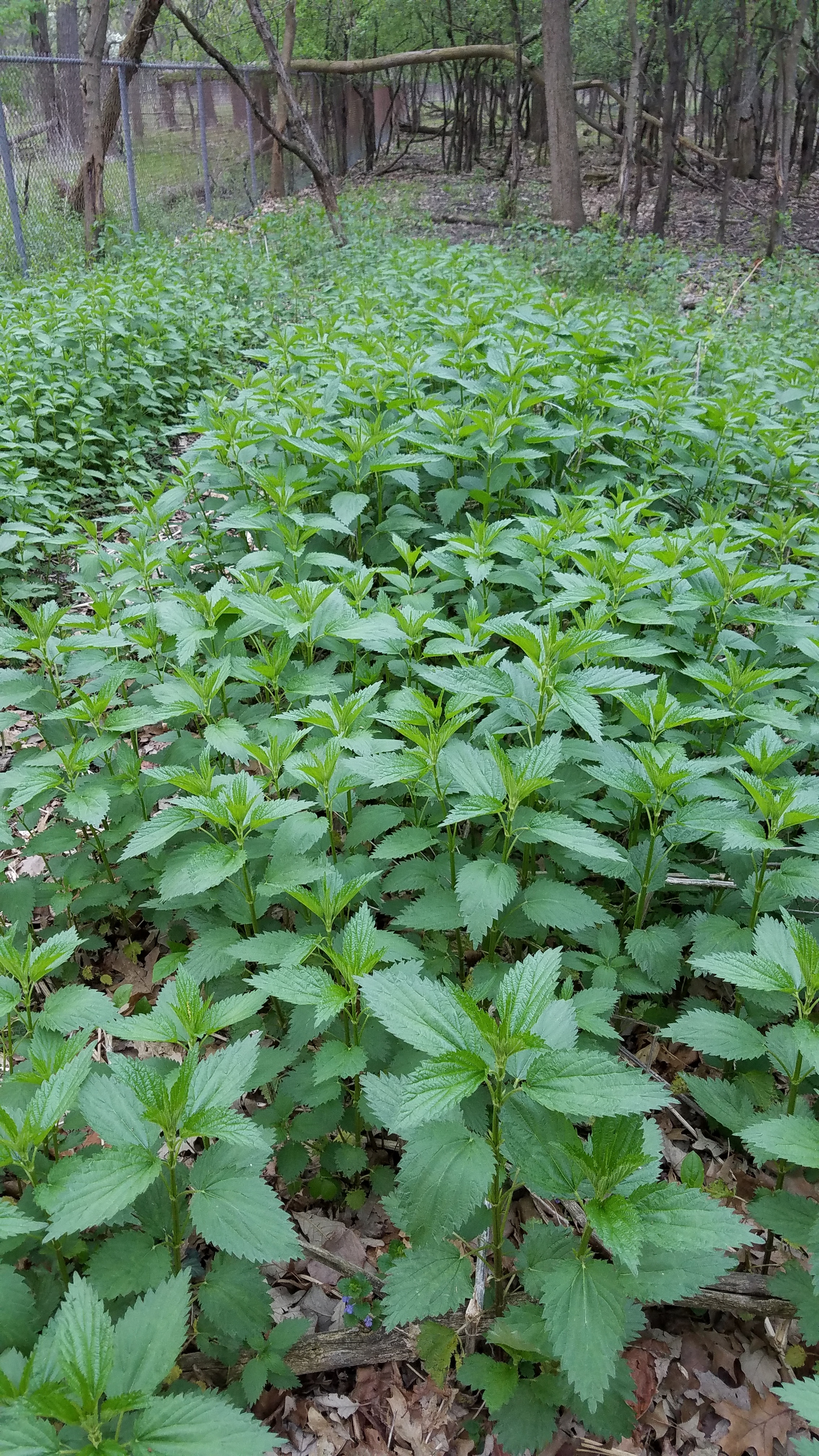 Stinging Nettles