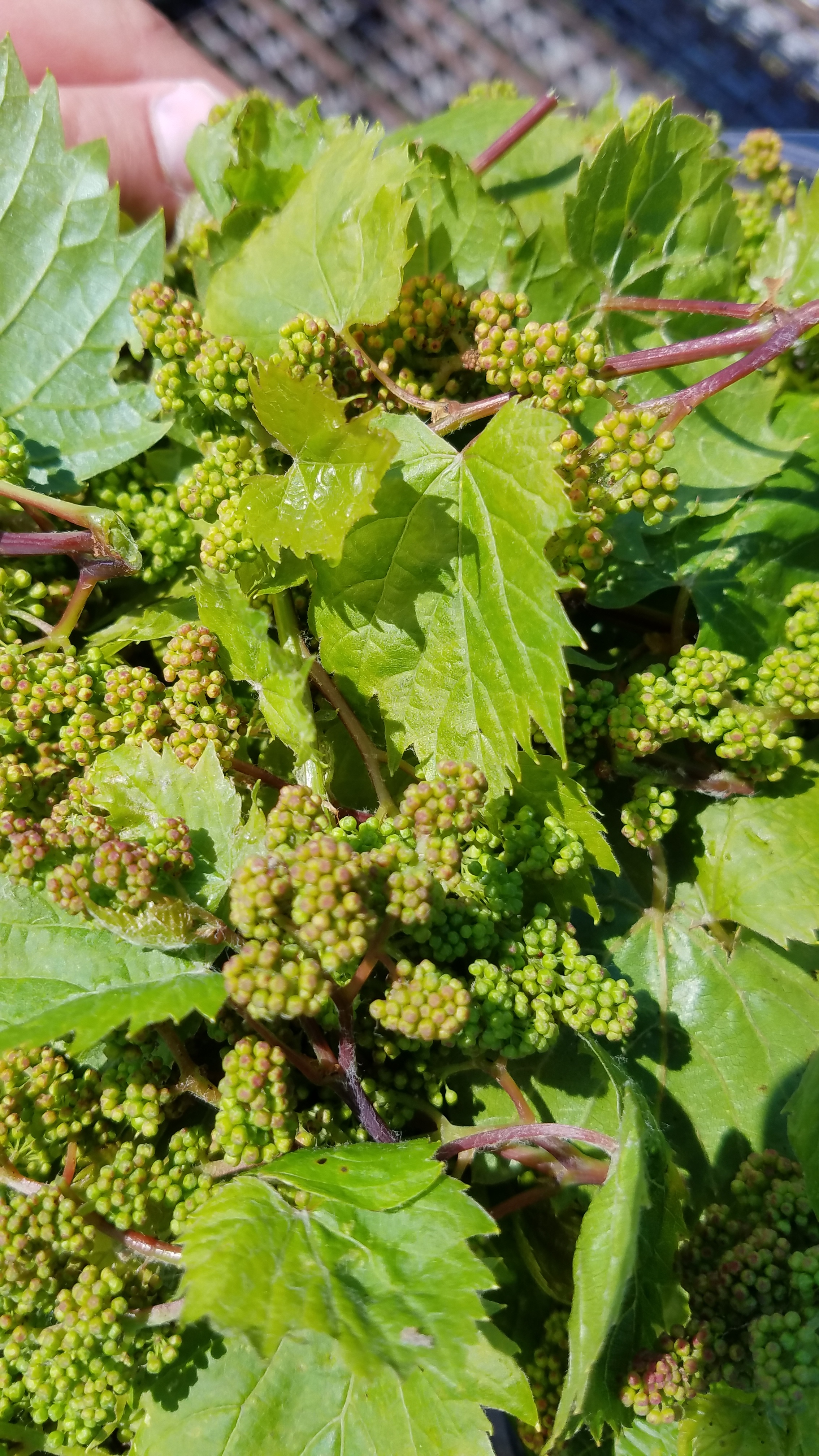 Wild Grape Buds