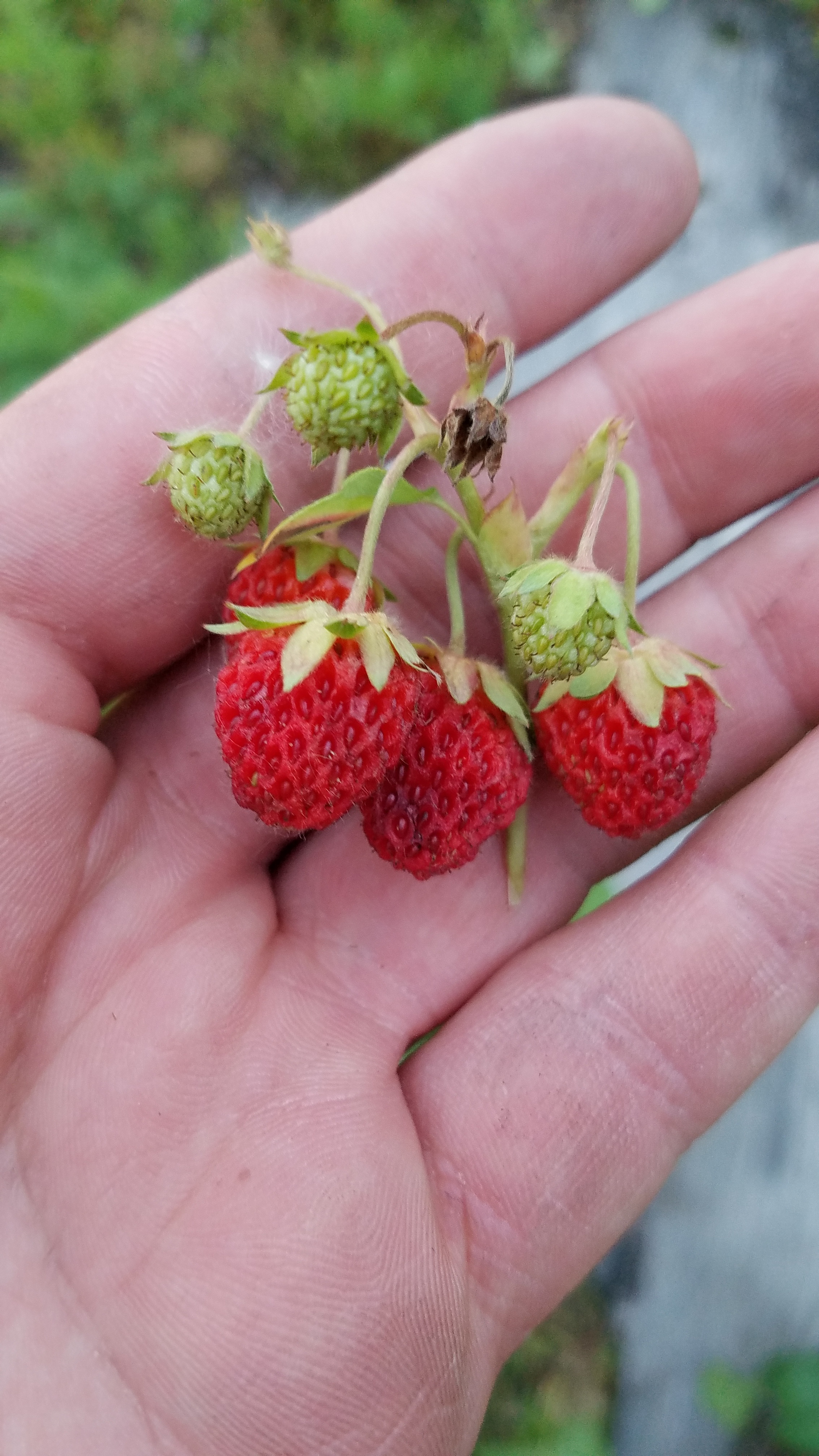 wild strawberries.jpg