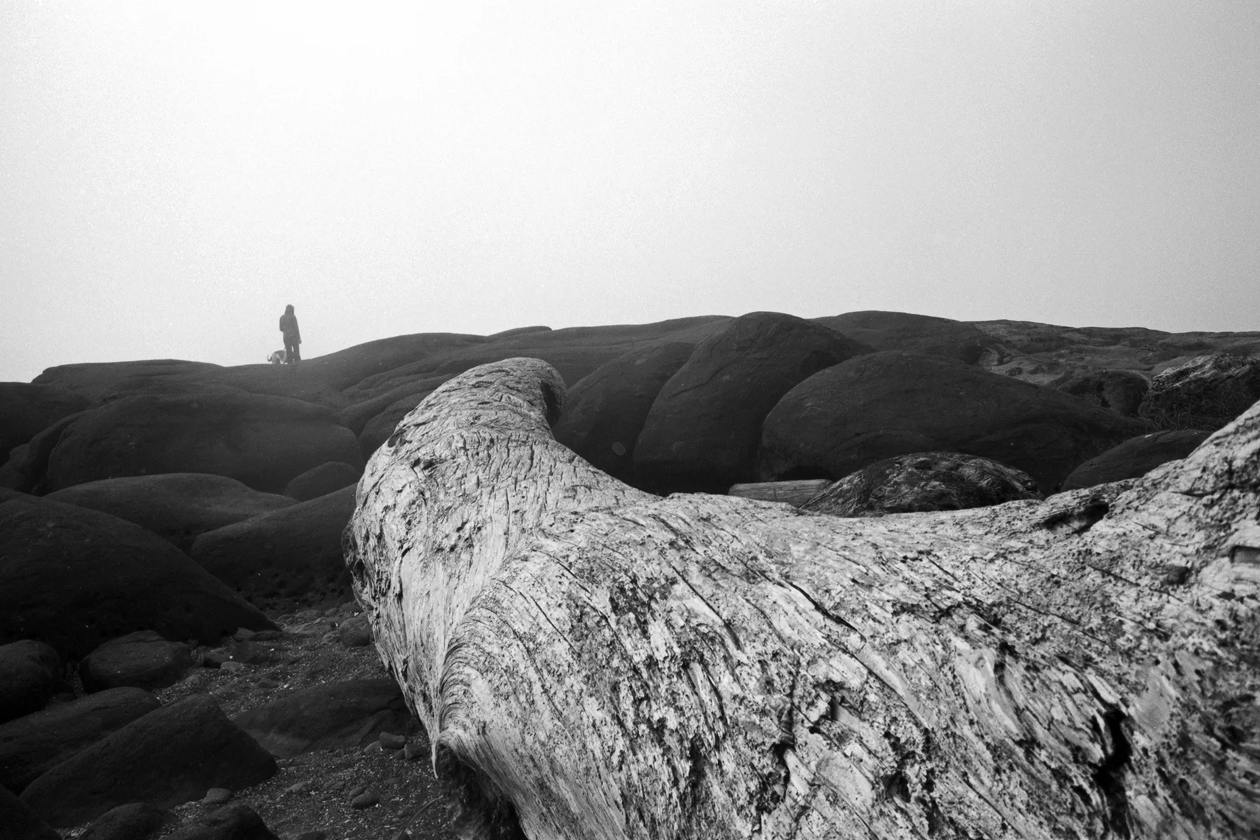   Oregon Coast   35mm B&amp;W Film, 2015 