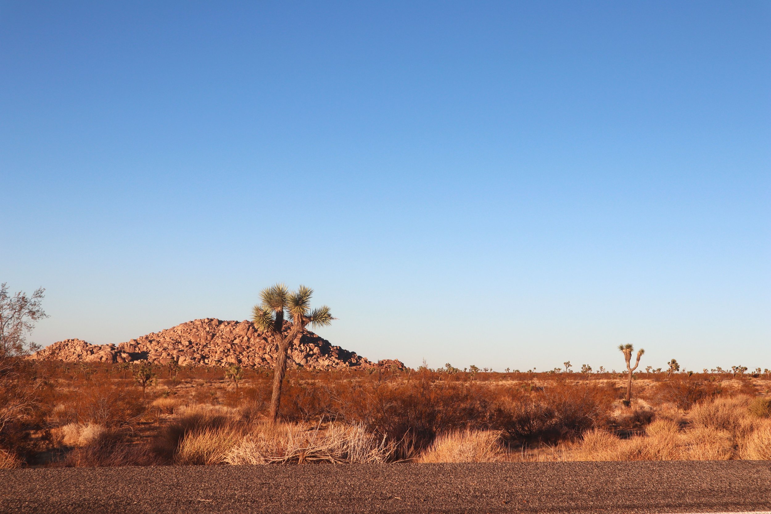 joshua-tree.jpeg