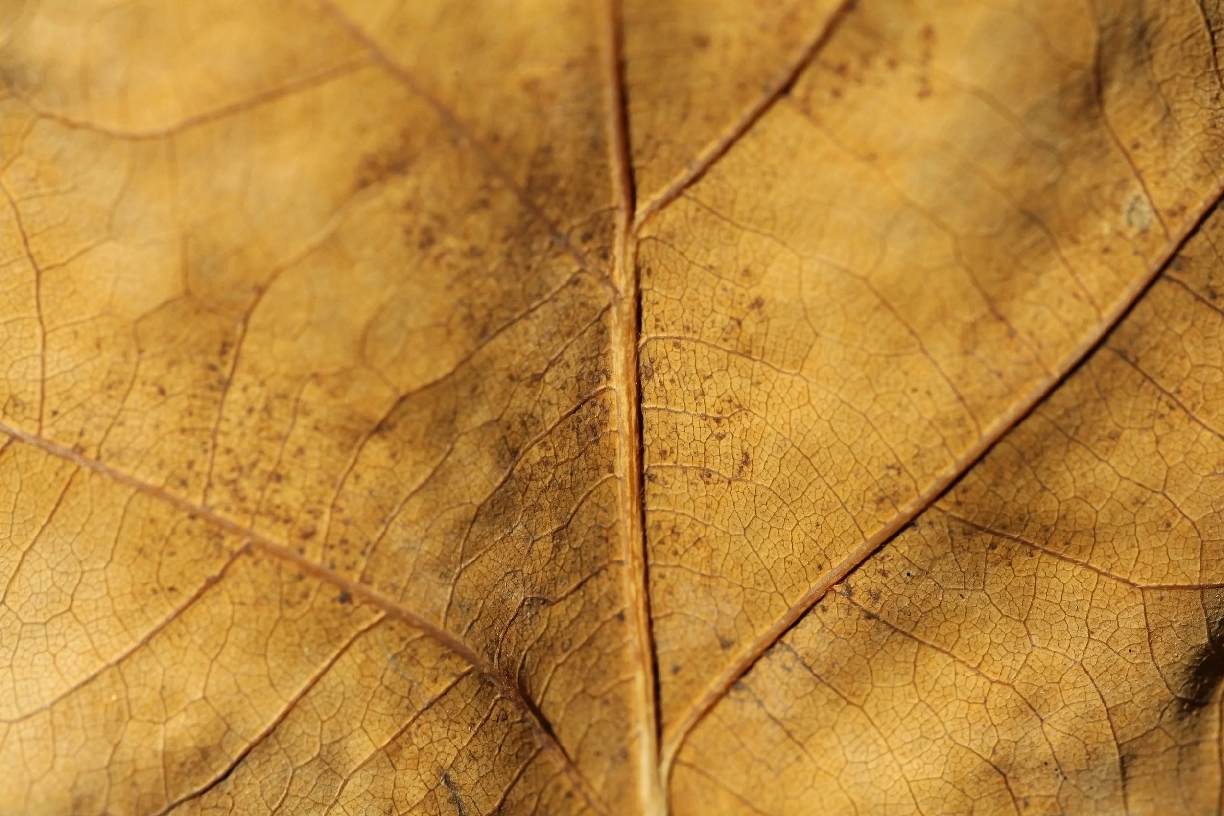 Dollarphotoclub_59712459.jpg
