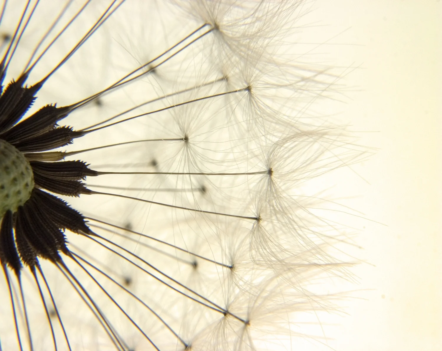Dollarphotoclub_2993385.jpg