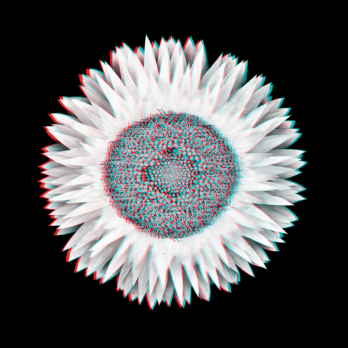 Bracteantha No. 1_3D.jpg