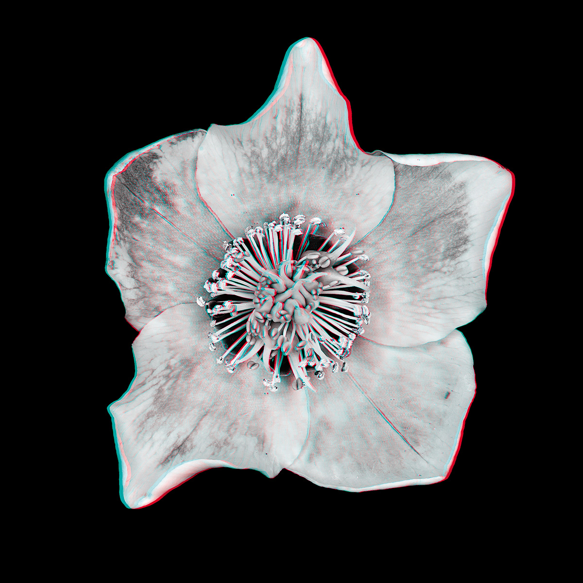 Helleborus No. 3_3D.jpg