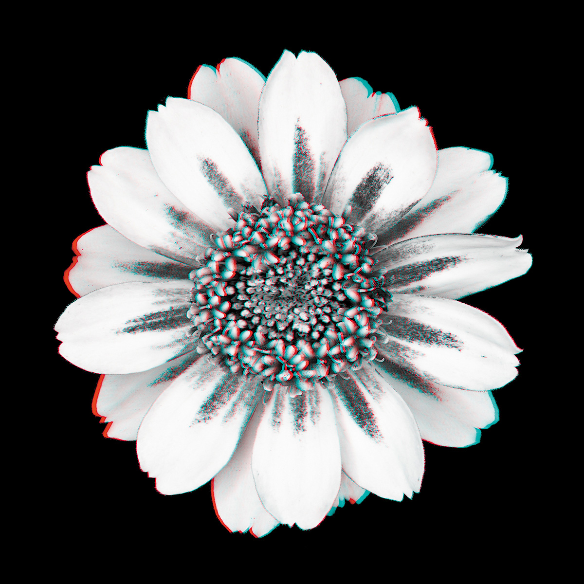 Zinnia No. 8_3D.jpg