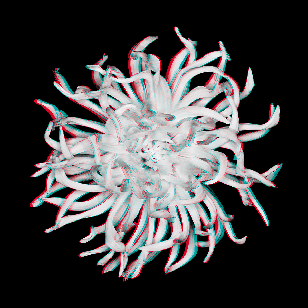 Dahlia No. 11_3D.jpg