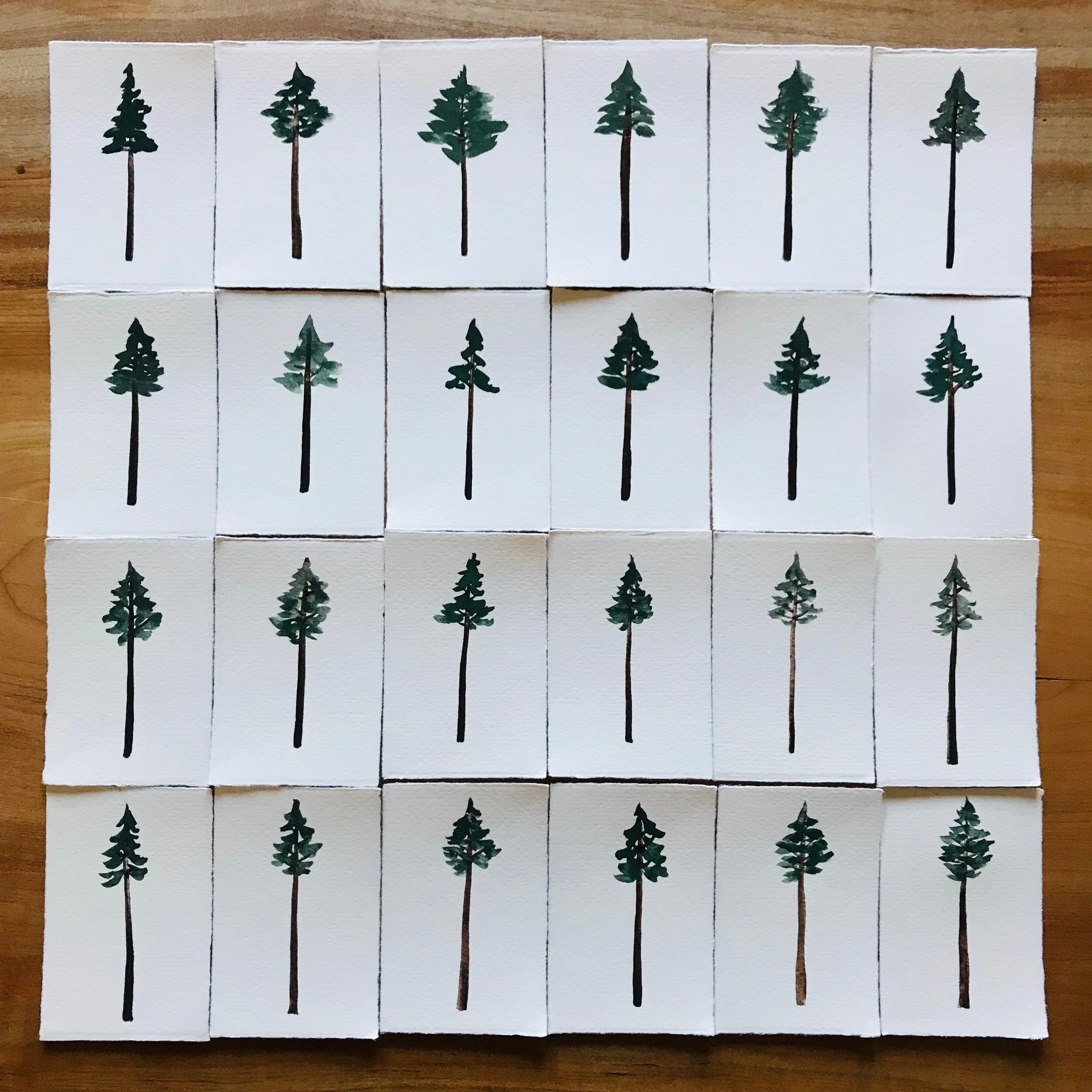  10/22/19 Giant Redwoods 