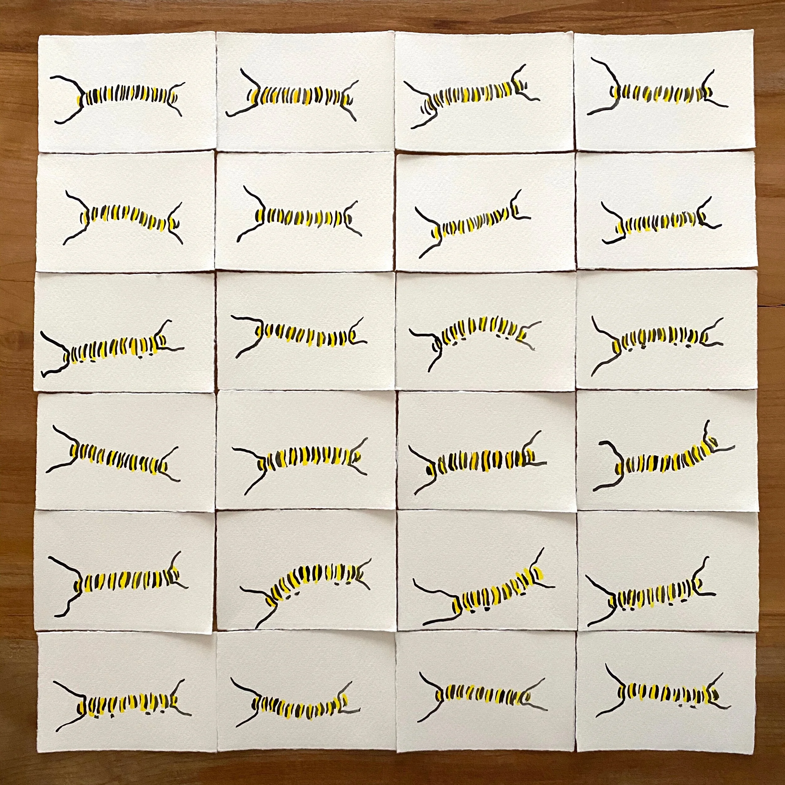  12/21/19 Monarch Caterpillar 