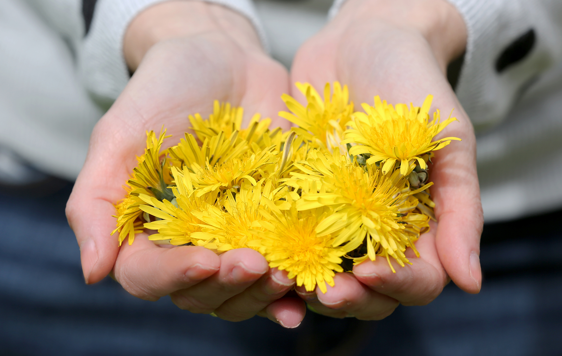 Stop and Smell The Dandelions