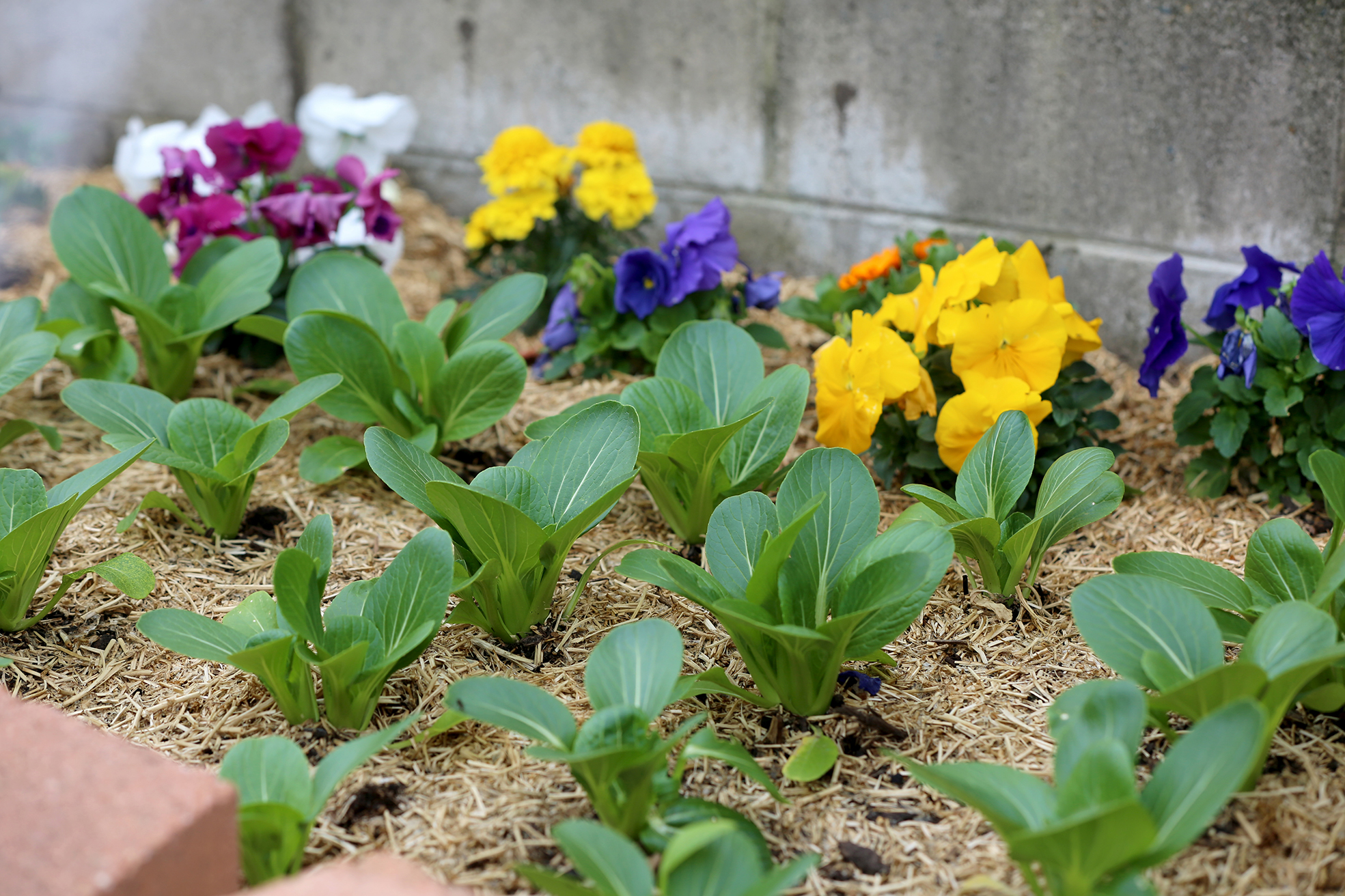 The roof top garden at Palette Dining