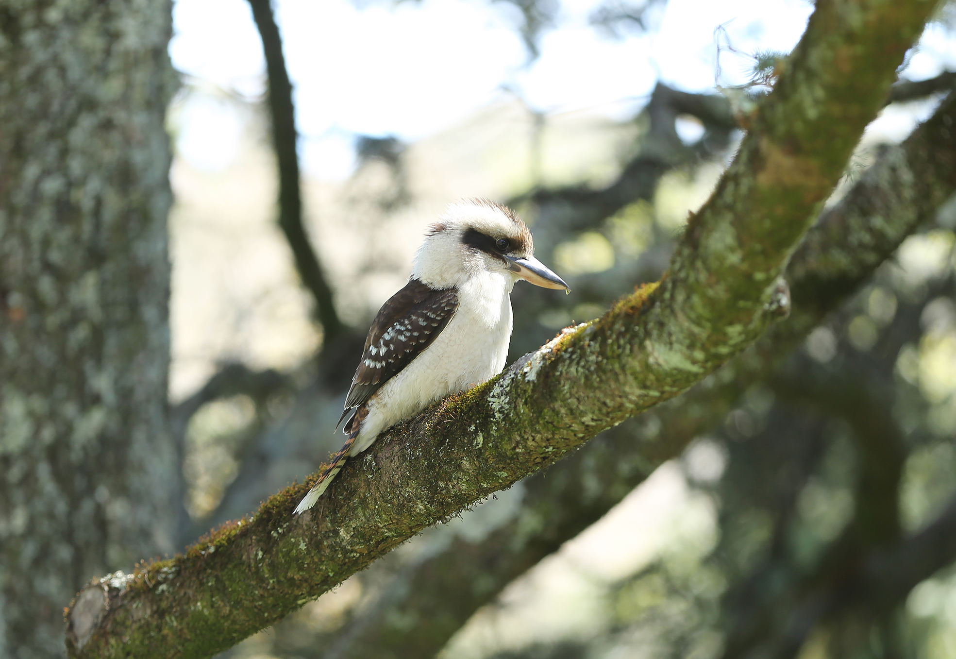 Kookaburra_2_lowres.jpg
