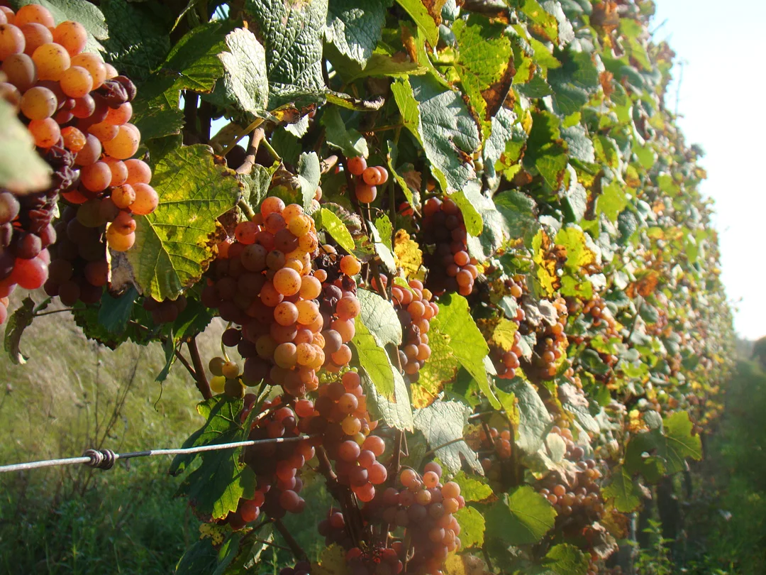 Spaß im Glas Weinverkostung 24.03.2018 / 20.00 Uhr