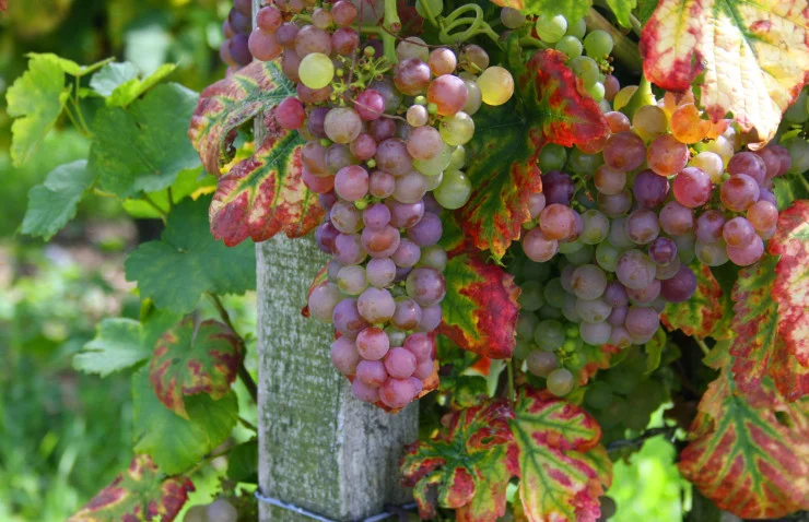 Weinreise Kaiserstuhl