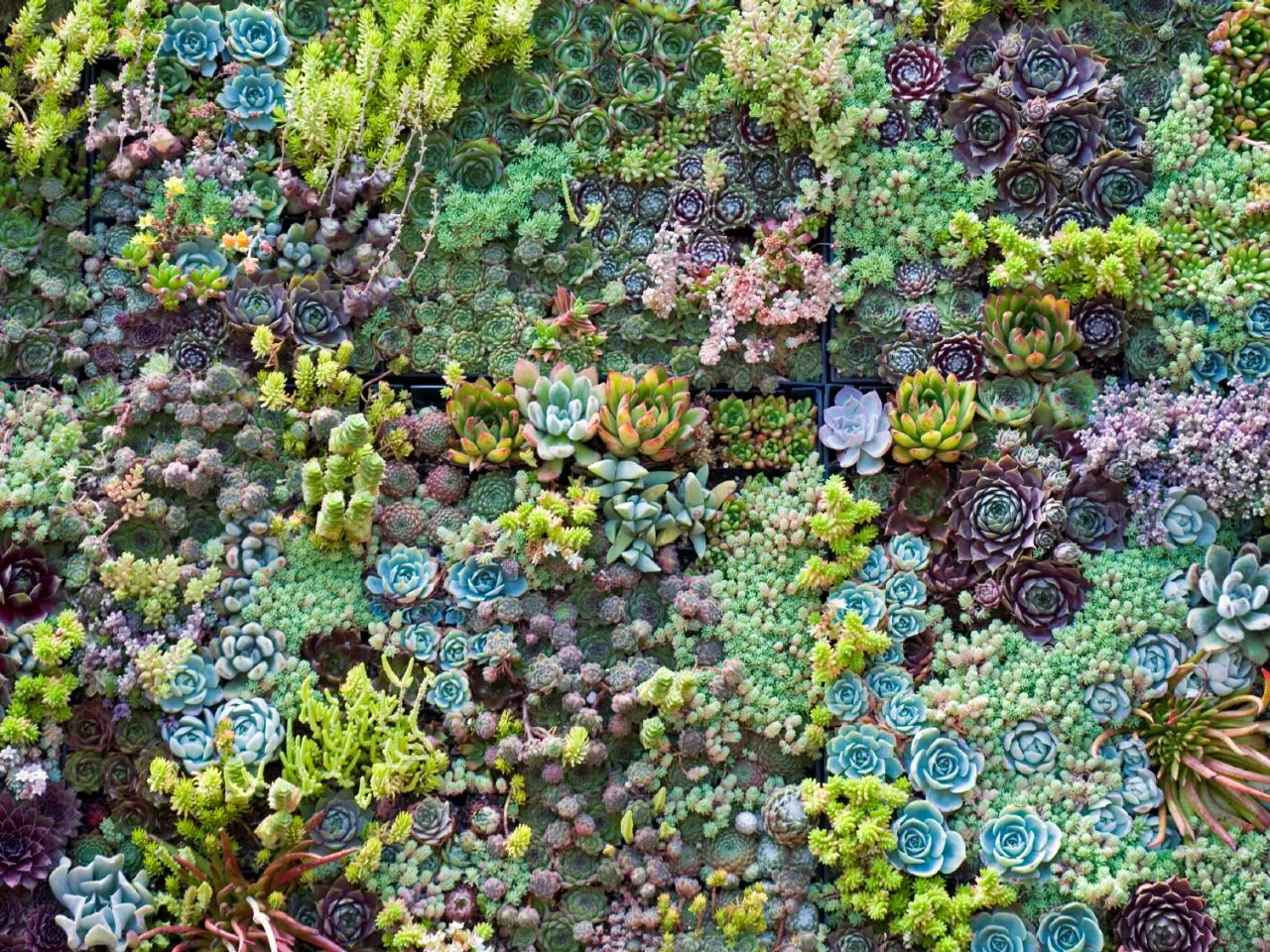 sedum bed.jpg