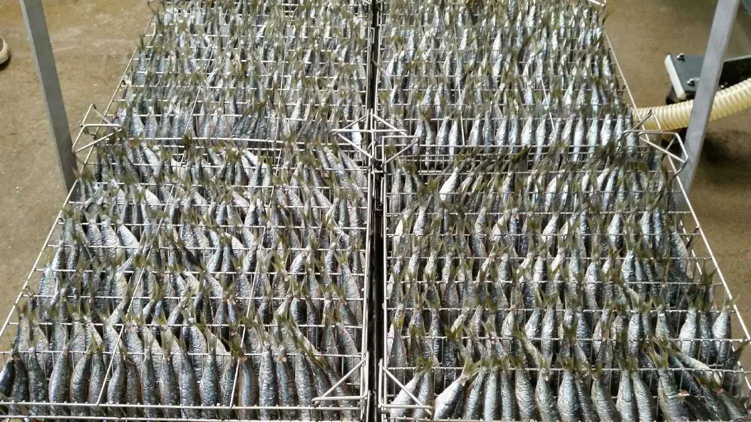 Sardines Pêche 2025 en Boutique....vous attendent