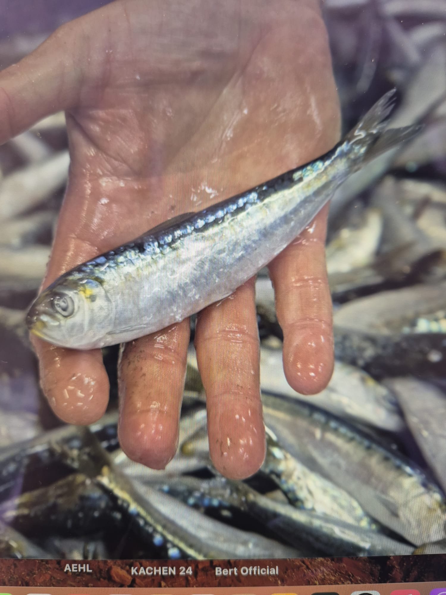 WhatsApp Image 2026-01-27 at 13.25.27 (1).jpeg