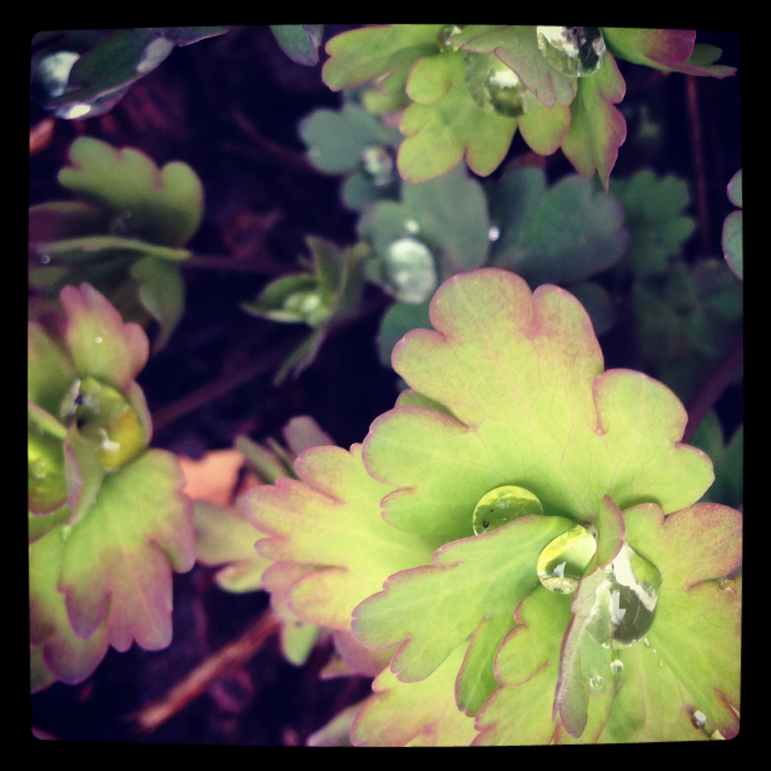 Droplet 2