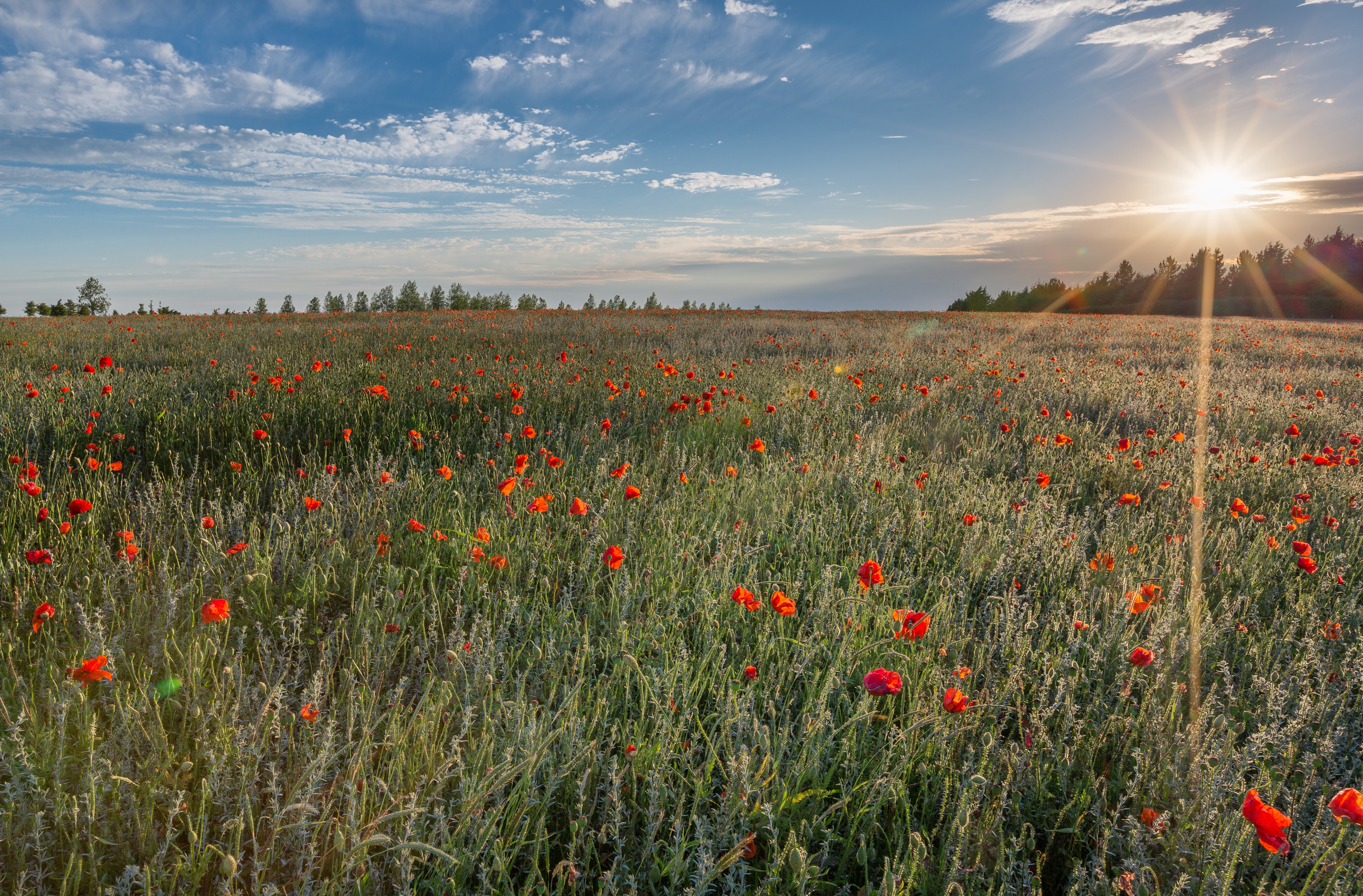 Poppy field in North Hertfordshire