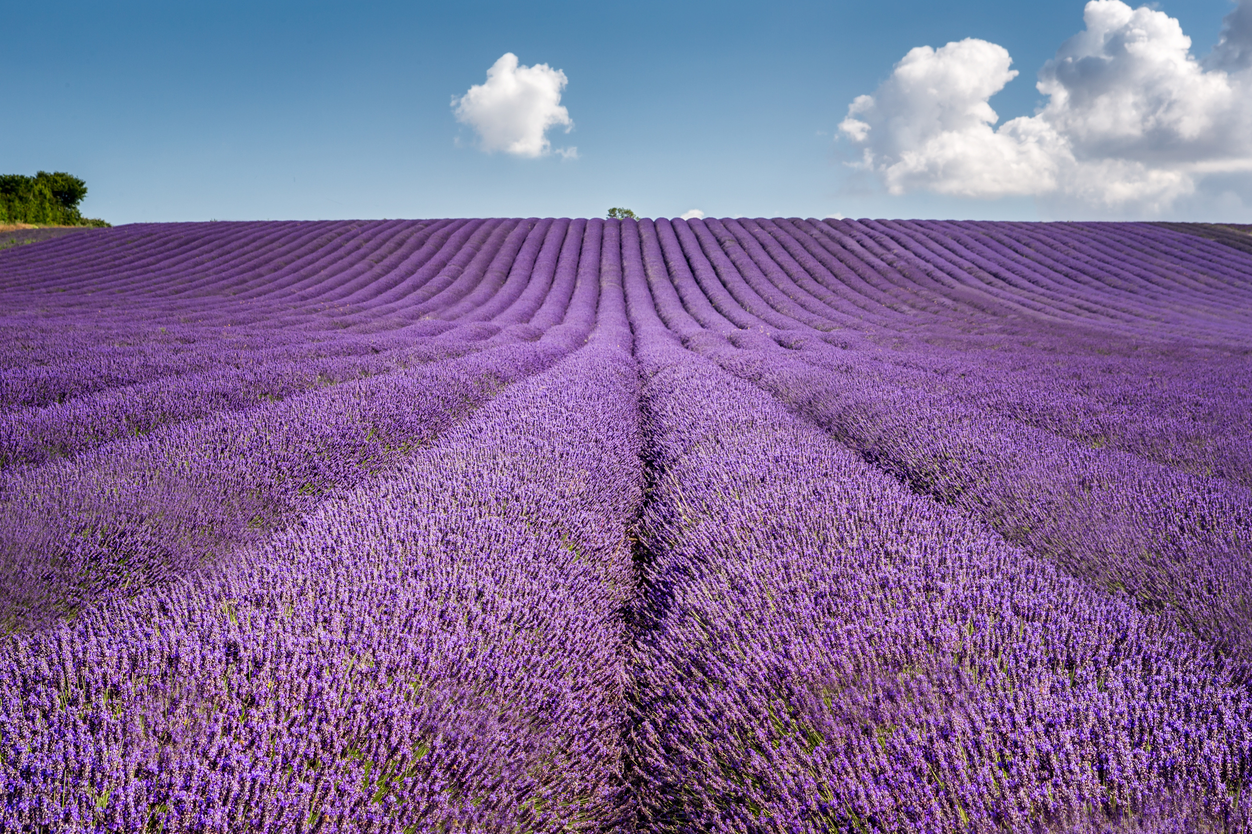 Lavender Field, Hertfordshire