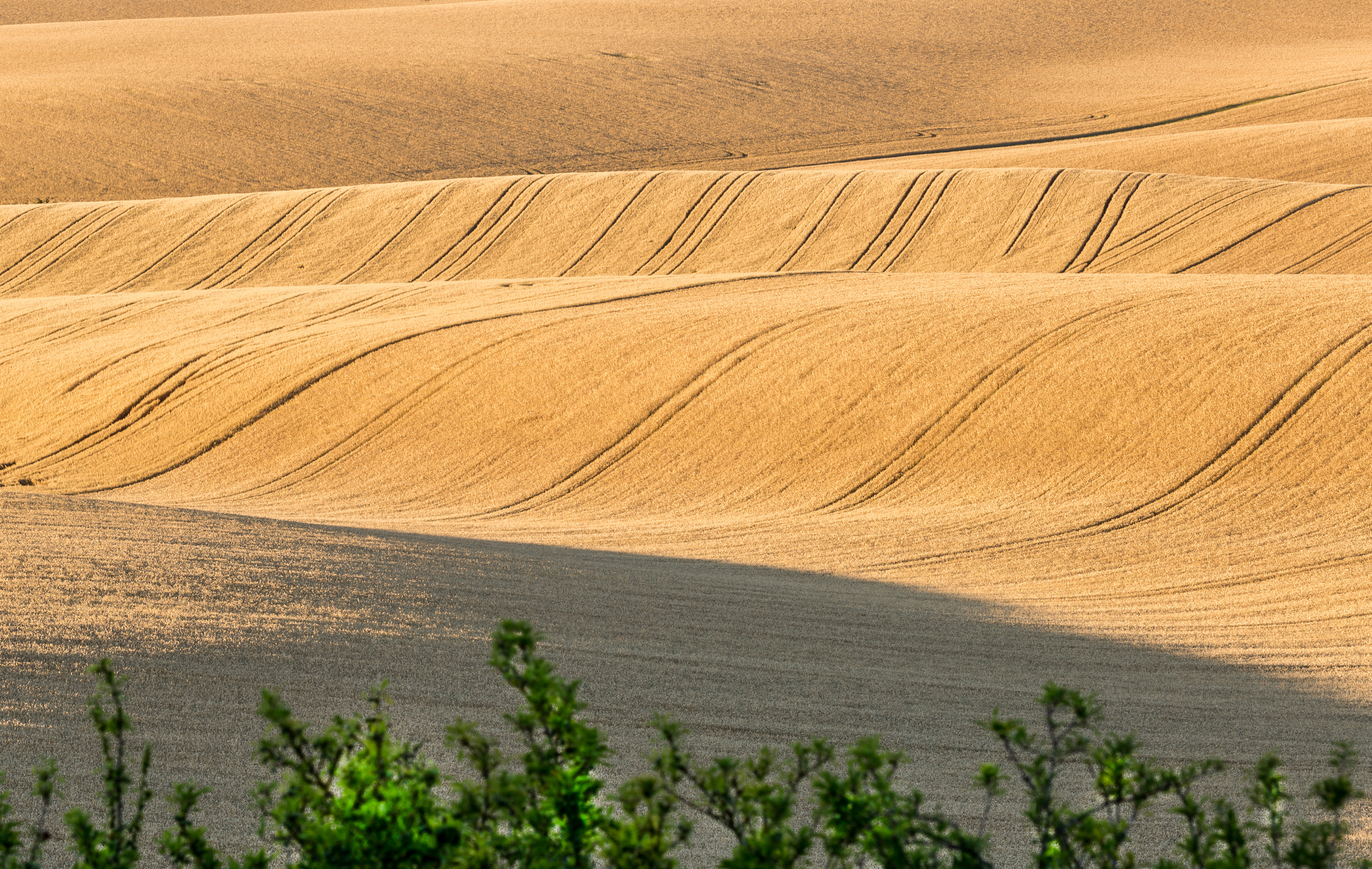 Landscape Wheat Field, Hertfordshire