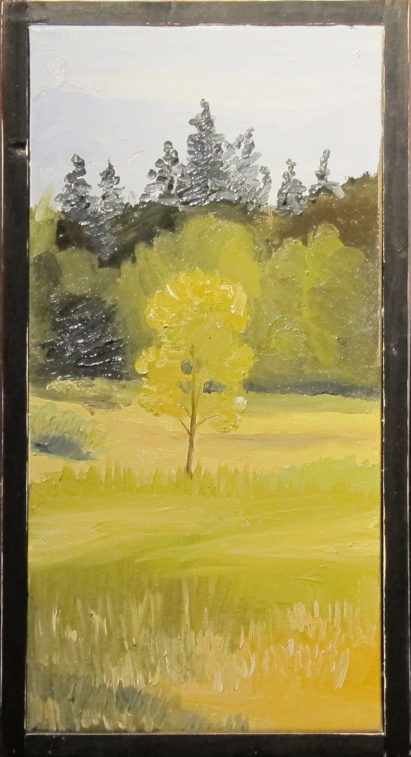 Young tree off Dole Road