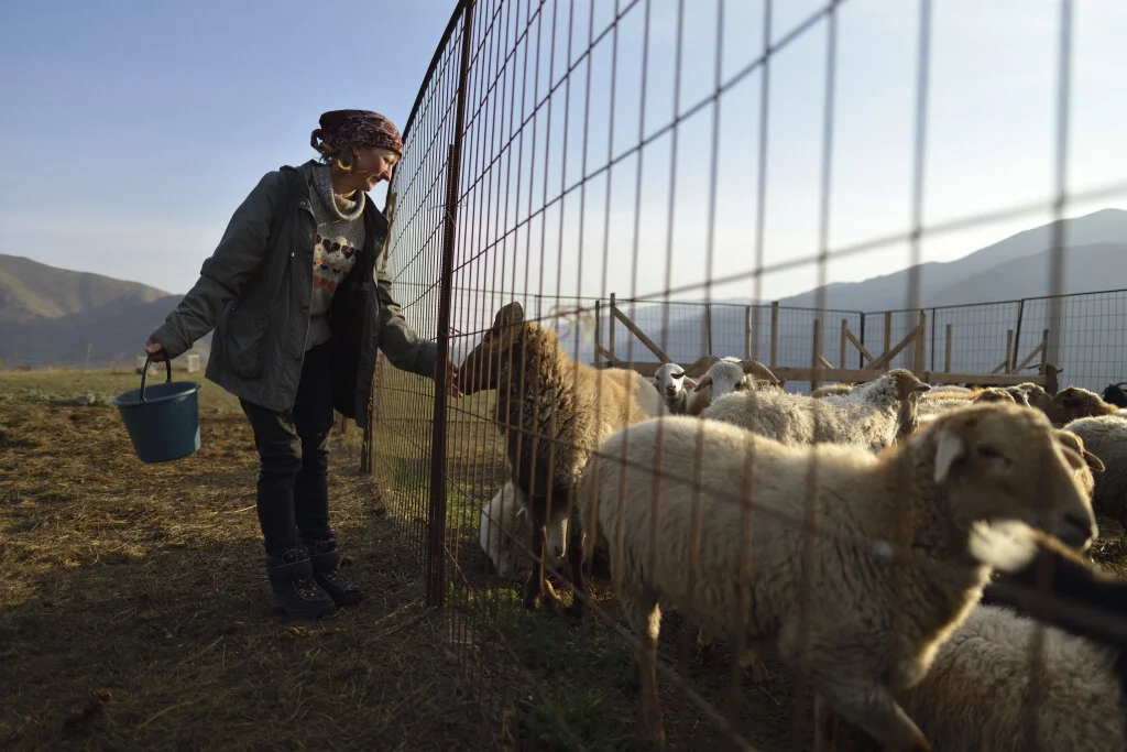 Russian settler tends her sheep in the destroyed Kurdish village of Zar, Karabakh, 2018