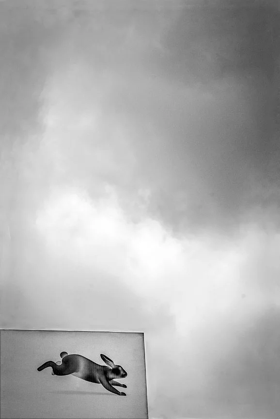 WEB BW Rabbit (1 of 1) +con 3.jpg