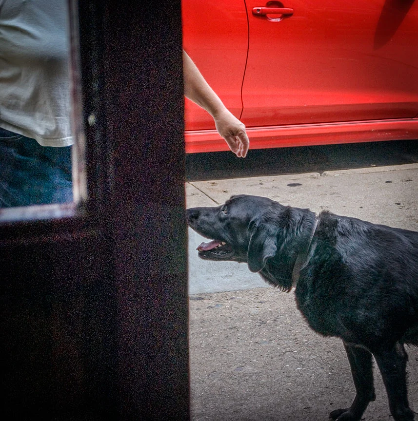 WEB Black Dog 2 fix nose.jpg
