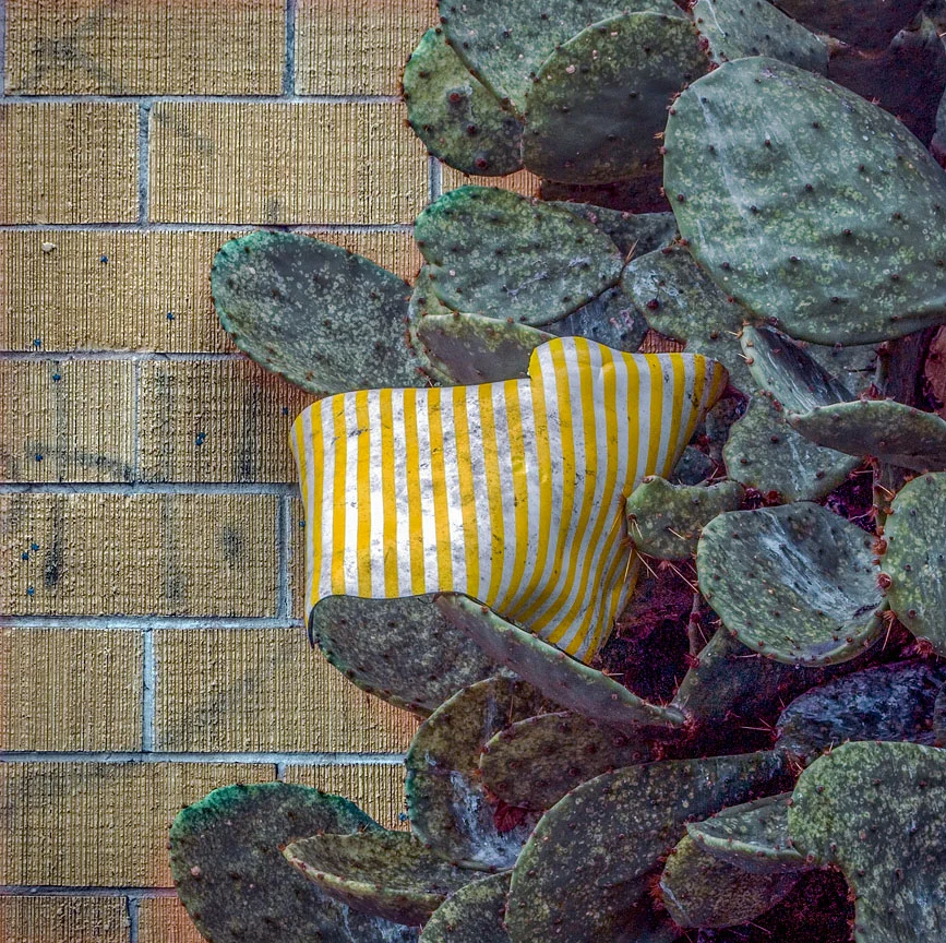 WEB Cactus.jpg