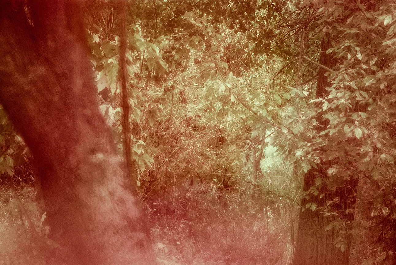 WEB tree landscape (1 of 1) 2.jpg