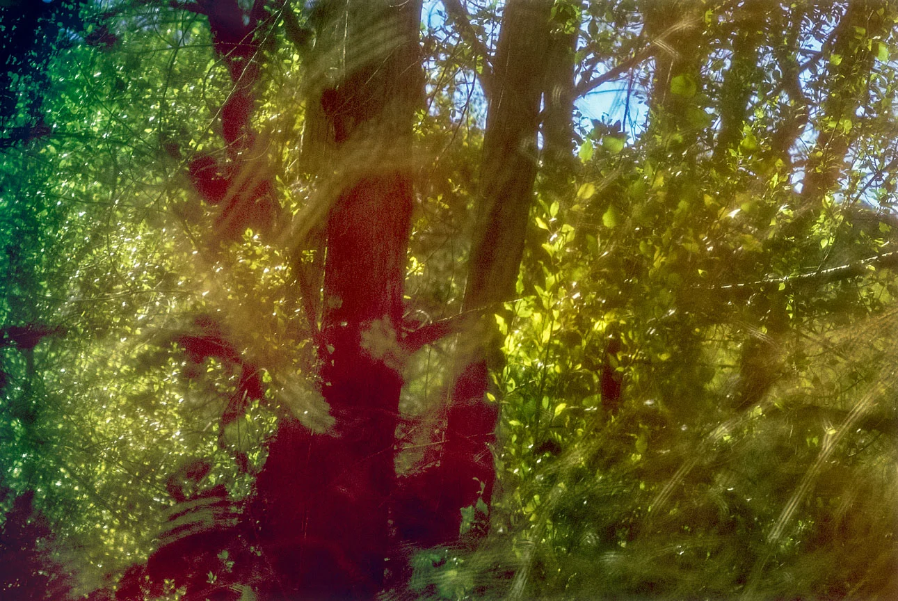 WEB tree landscape forest (1 of 1) 2.jpg