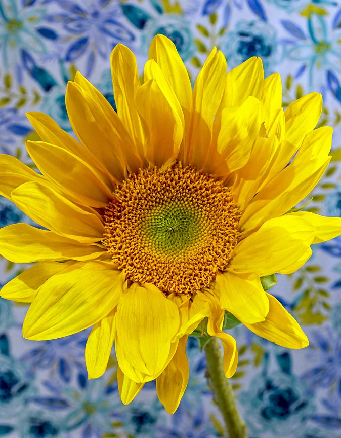 WEB sunflower 18x14 ratio.jpg
