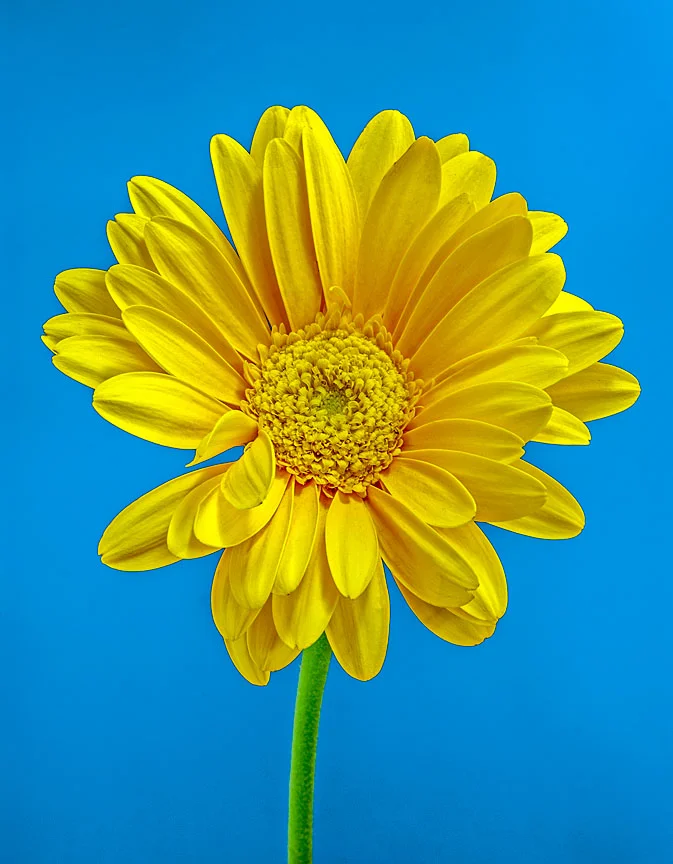 WEB Yellow Dalia on blue 18x14 ratio.jpg