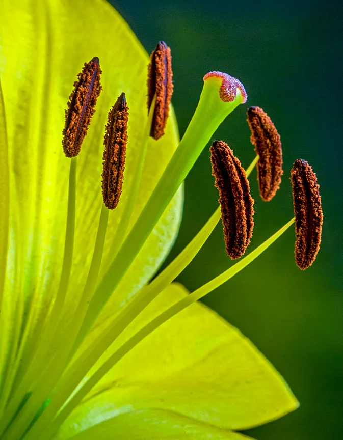 WEB Yellow Lily closeup 18x14 ratio.jpg