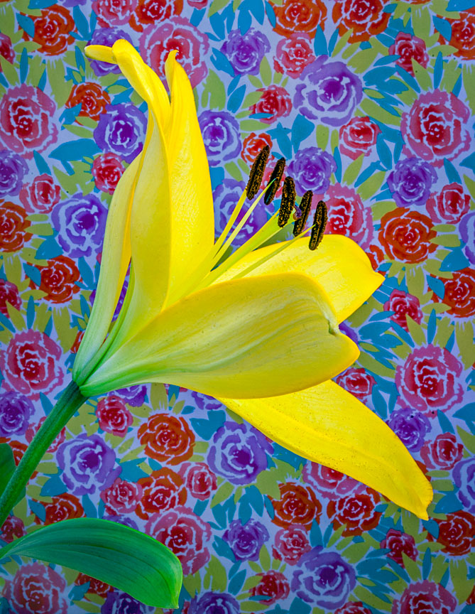WEB Yellow lily flower background 18x14 ratio_edited-1.jpg