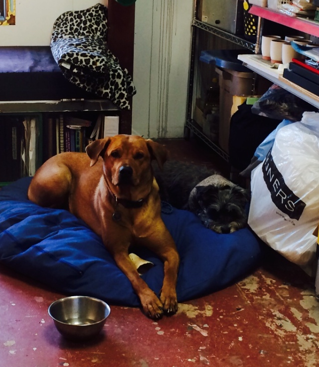 First-timers... settling in to Open Studio's unofficial dog quarters. 