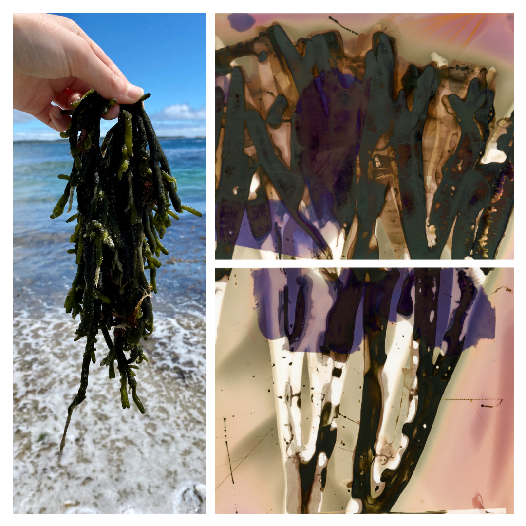 oyster thief seaweed phytogram.png
