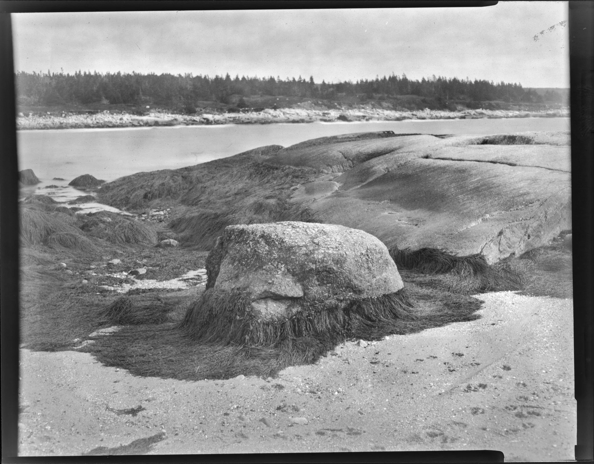 4x5 paper negative developed with invasive seaweed.jpg