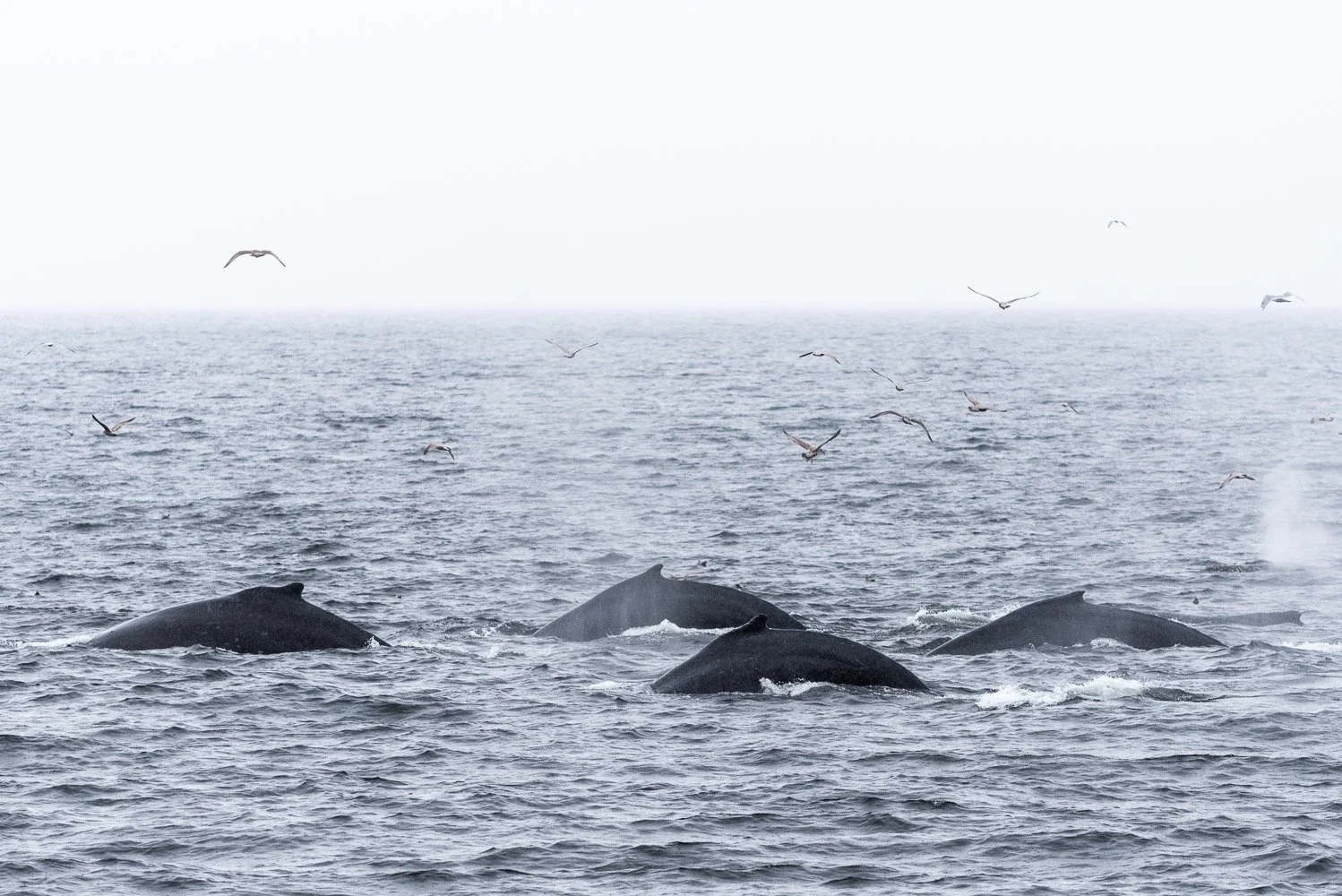 JDP_coast-9989.jpg