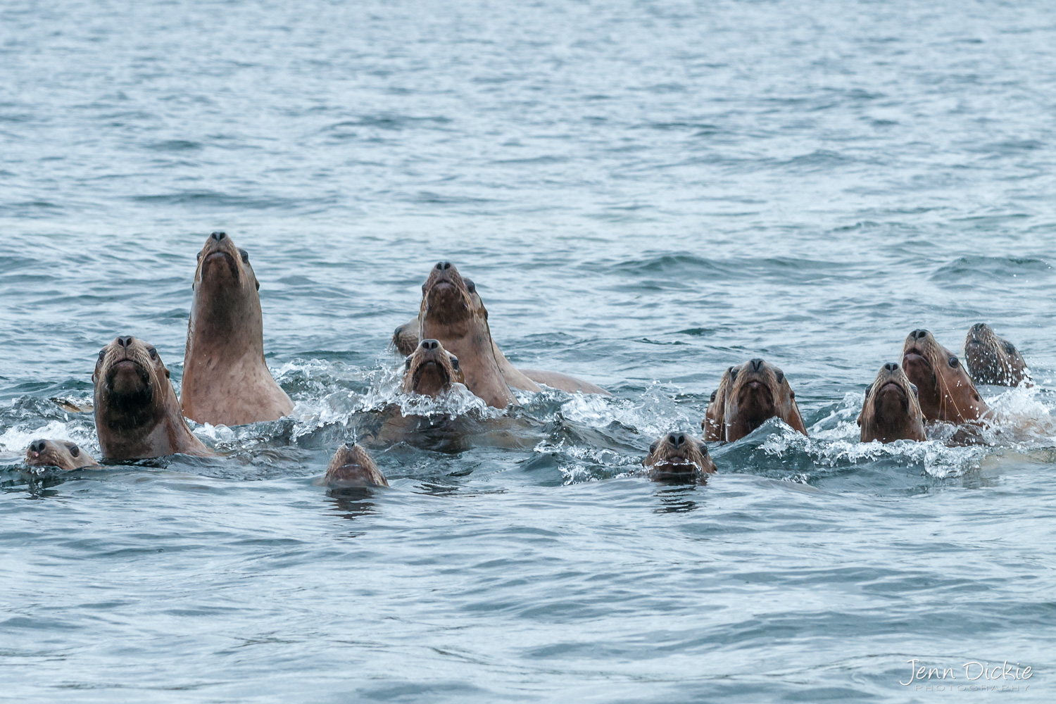 Curious Sea Lions (Copy)