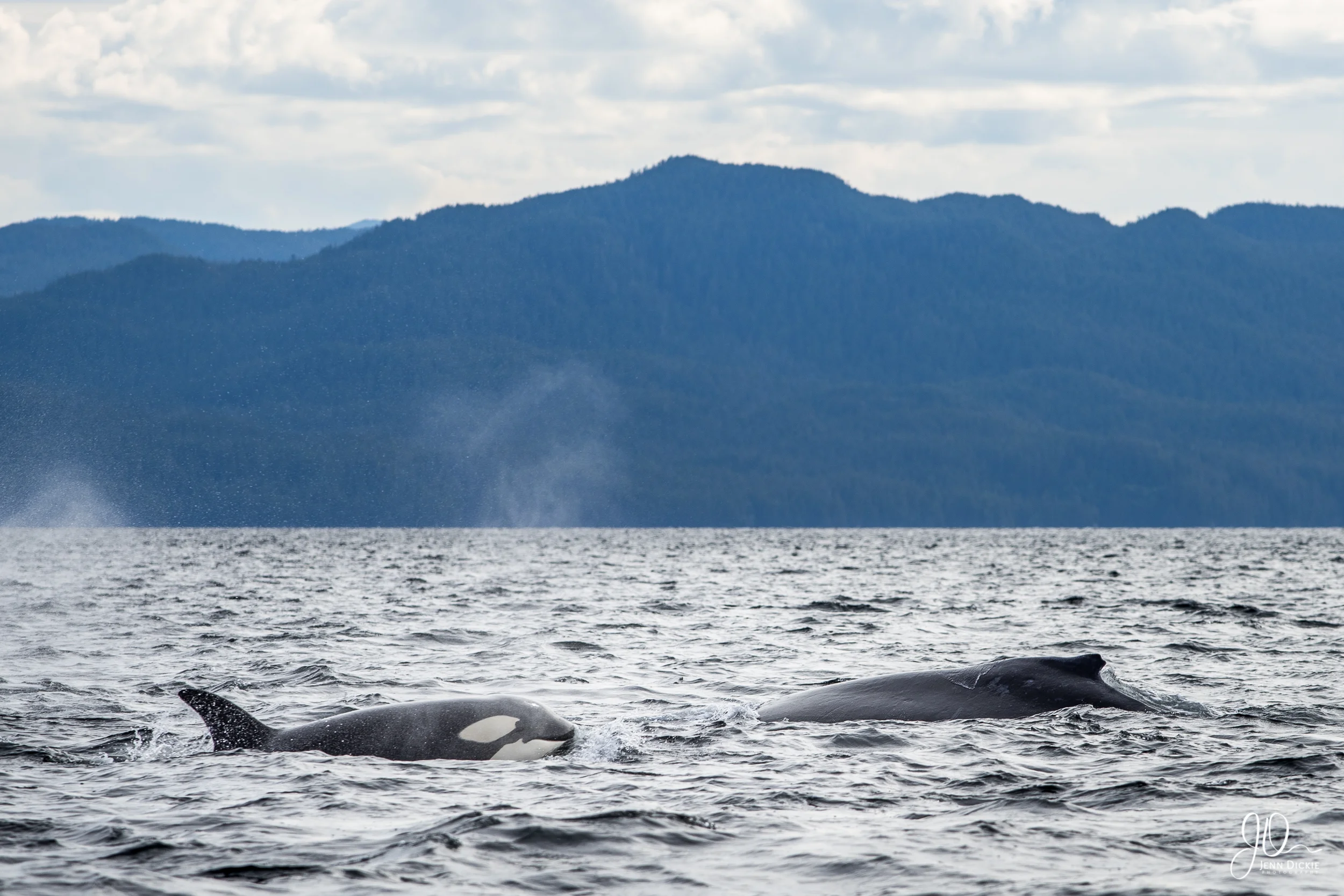 Whale Encounter