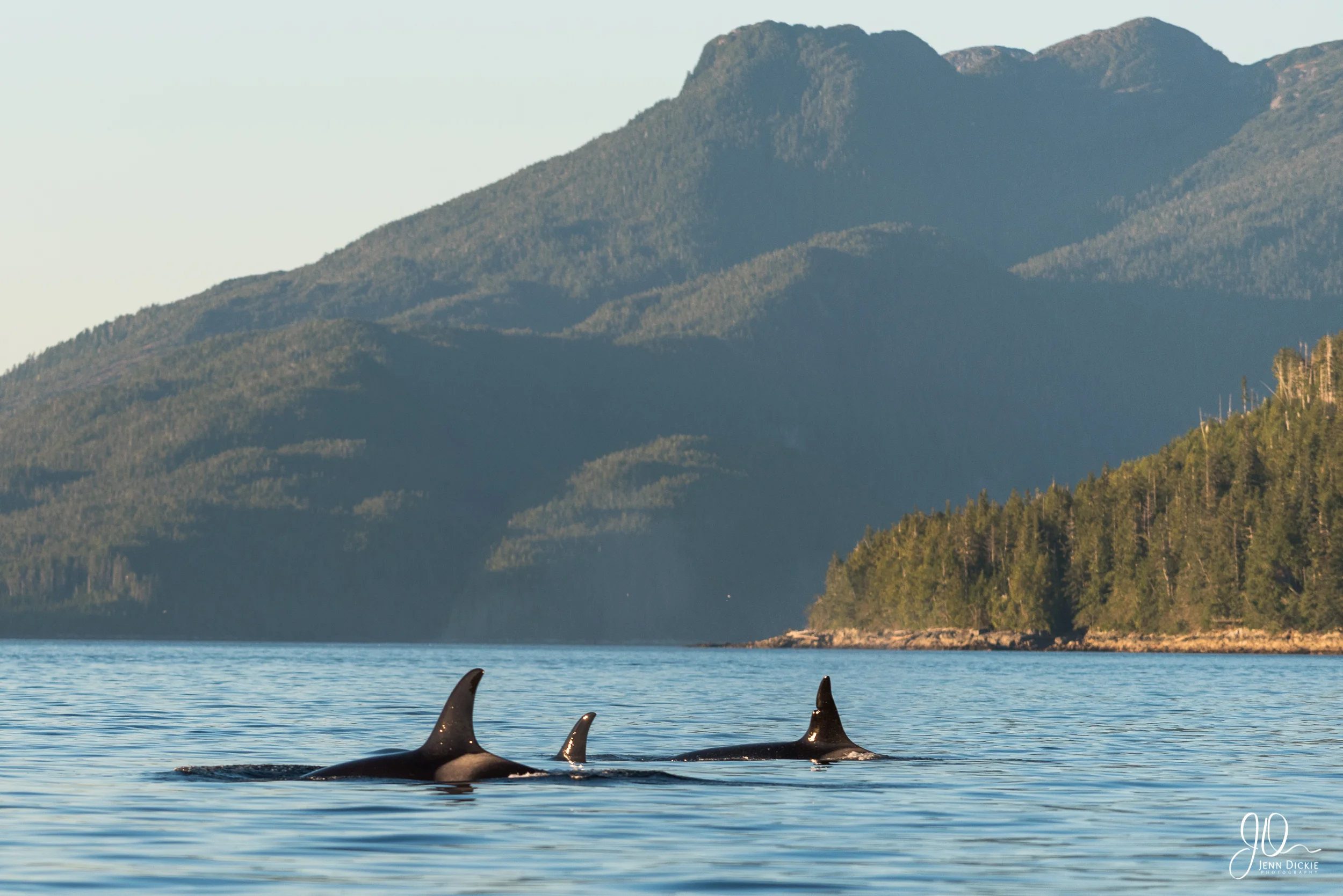 Transient Orca travel through Wright Sound in the late afternoon sun.