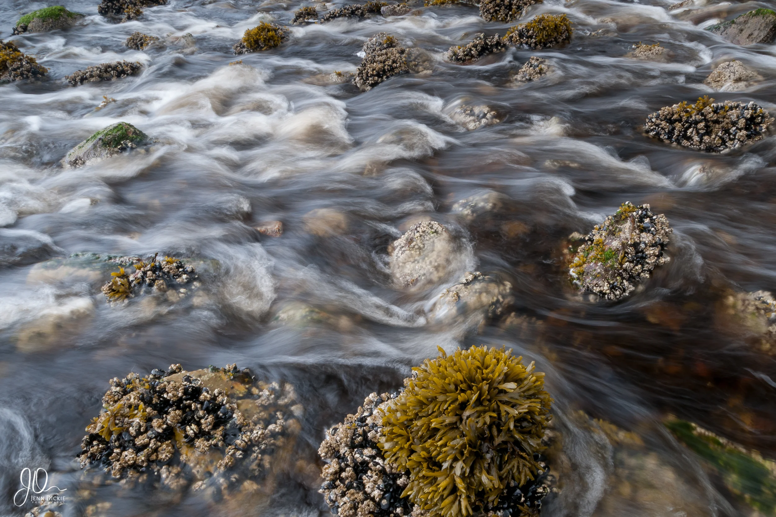 Intertidal Creek